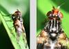 Otites porcus